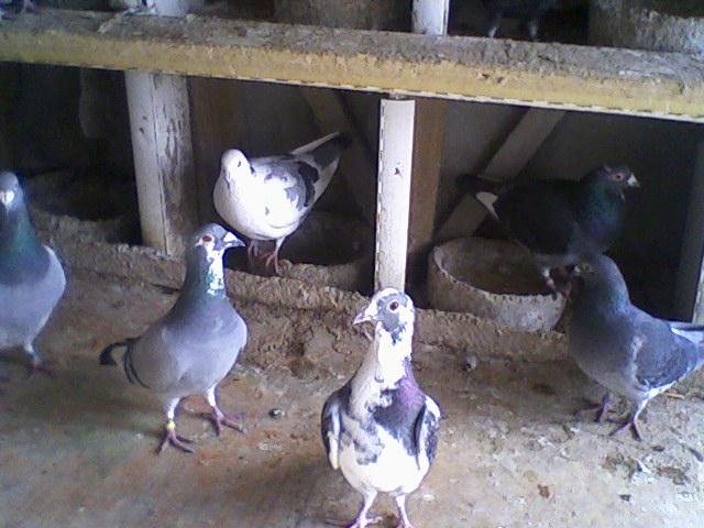 Fotografii-0023W - Copy (3) - Porumbeii mei calatori