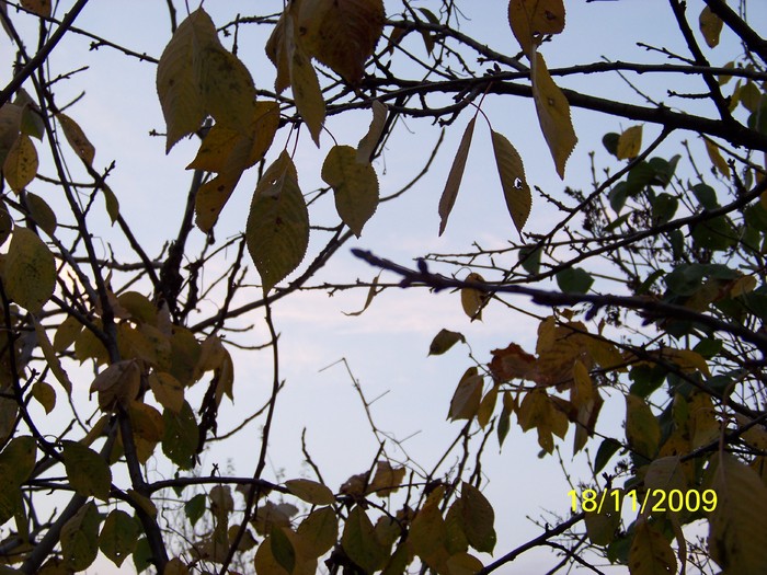 100_4666 - Toamna in curte  Timisoara