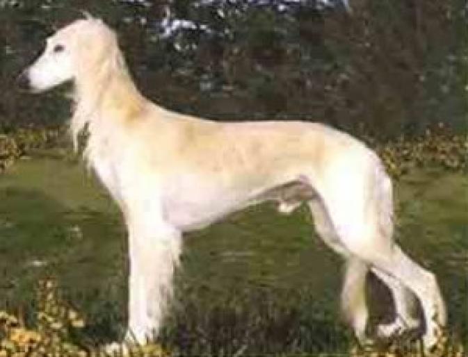 SALUKI - RASE CAINI
