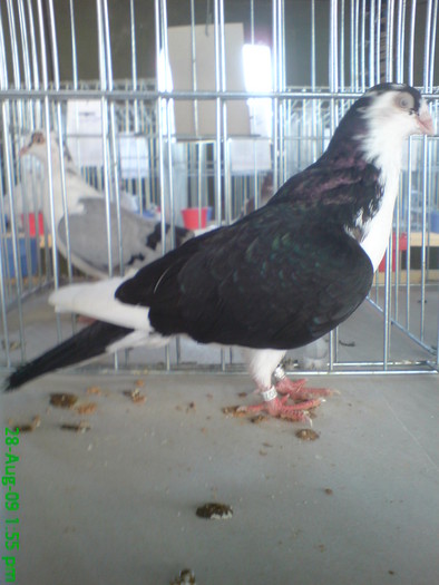 DSC05227 - P- Expo Flora Turda