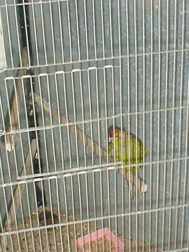 Papagal capra 2001 - pasari
