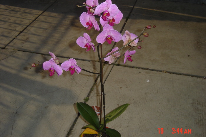 orhideea; cadou de la mama de ziua mea la 50 de ani
