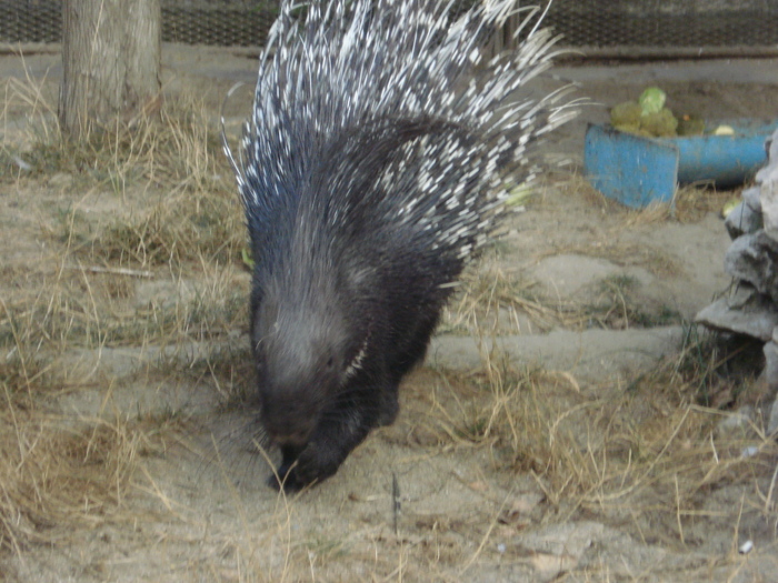 porc spinos - zoo targoviste