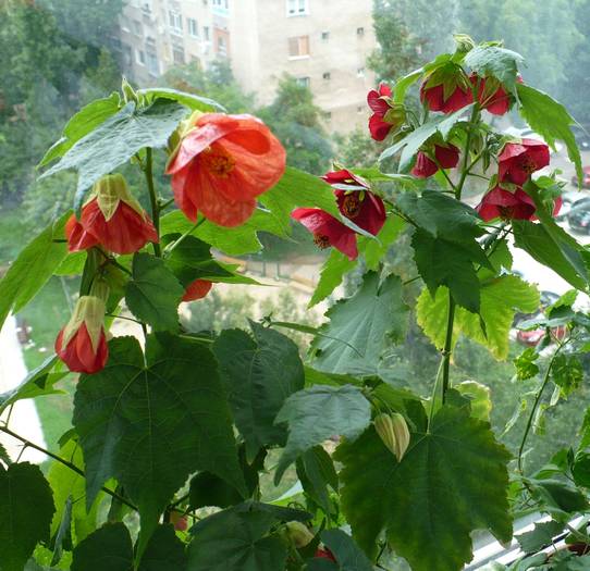 P1140778 - ABUTILONI