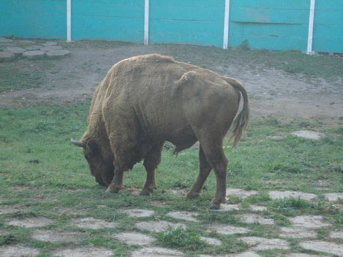 Picture 093 - zoo targoviste