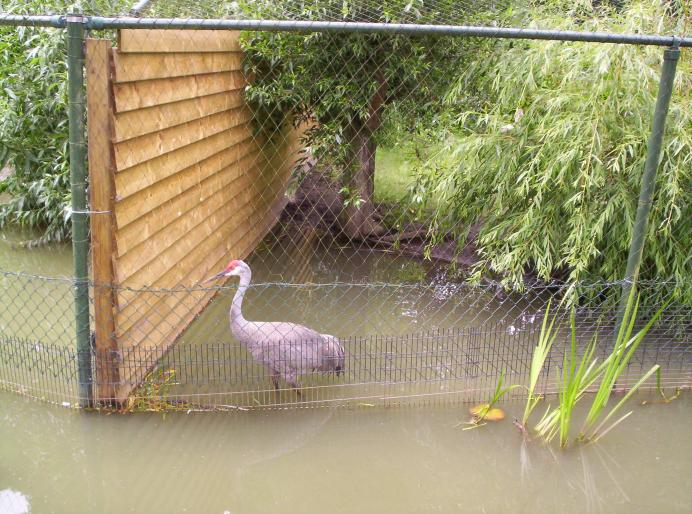 centrul papagali (74)