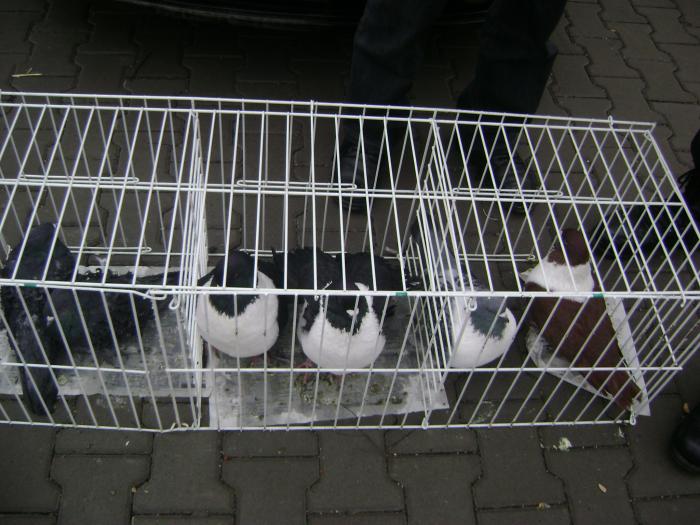 DSC05707 - Expozitie Sancraiu de Mures 2009 - Targ