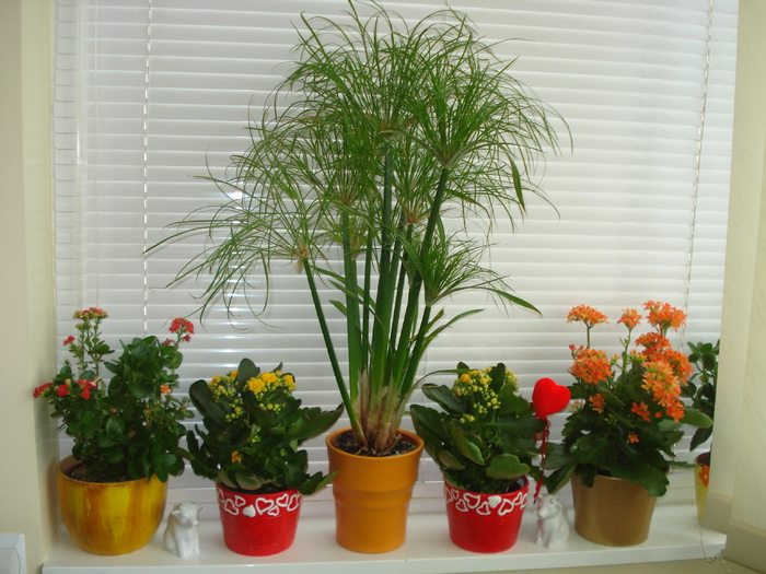 KALANCHOE SI CYPERUS