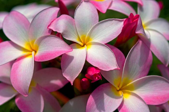 Hawaiian Plumeria PINK - Hawaiian Plumeria 1