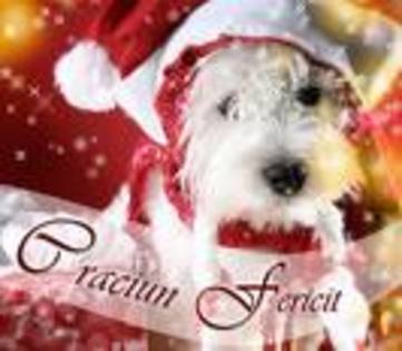 Mery Cristhmas14 - Craciun Fericit