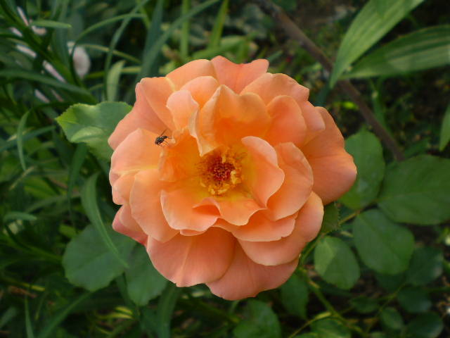 P6202033 - trandafiri