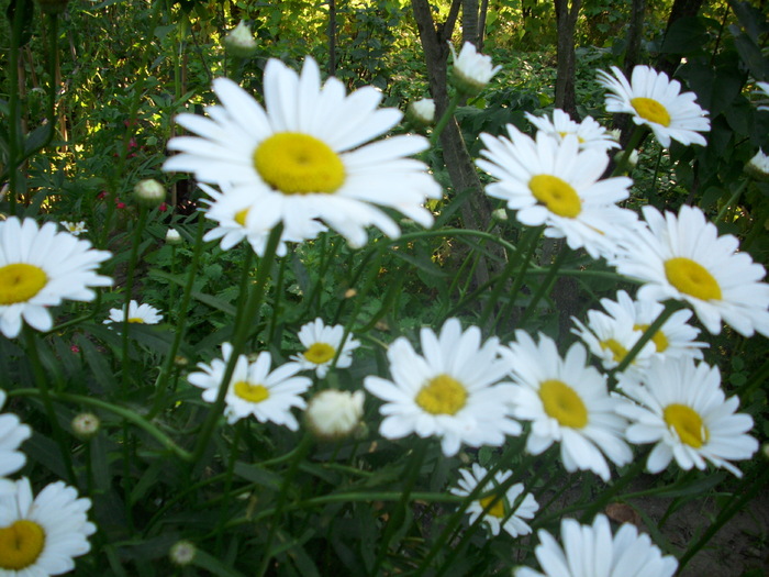 DSCI0683 - flori din gradina mea
