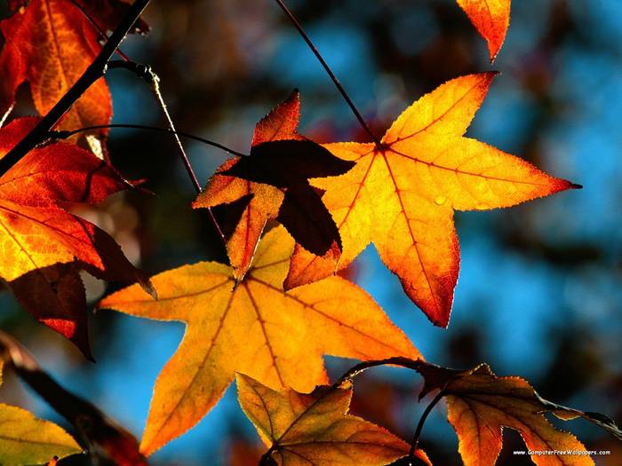 Colors Of Fall - Very Beautiful Nature Scenes