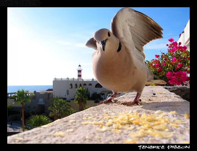 Tenerife_Pigeon[1] - poze cu porumbei pt desktop