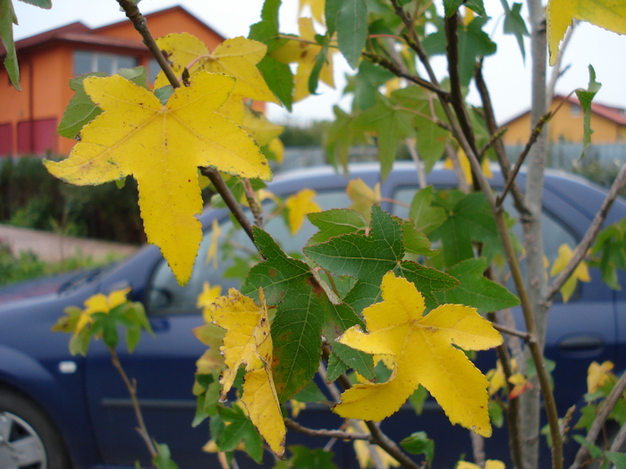 Liquidambar styraciflua (2009, Oct.04)