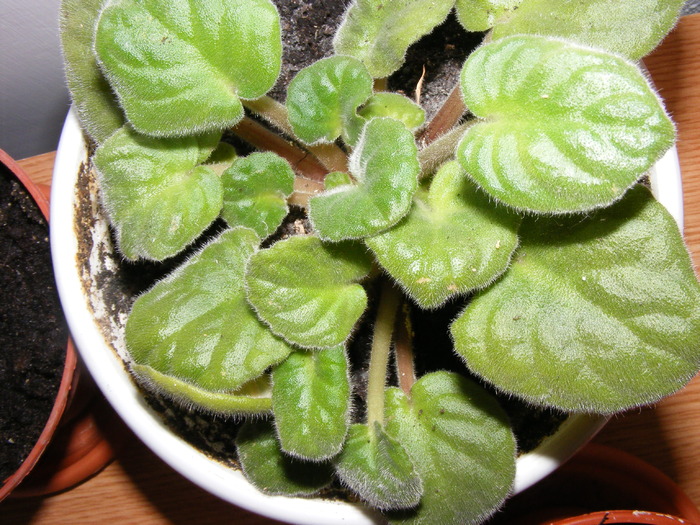 VIOLETA