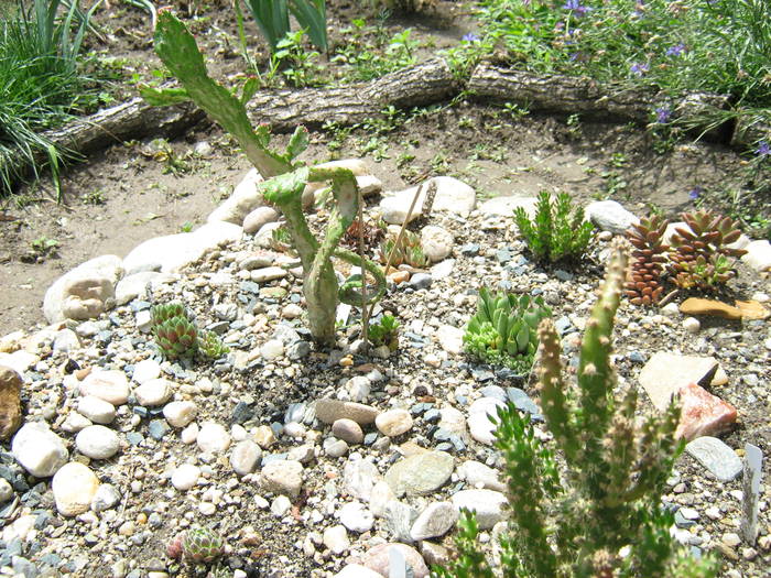 IMG_8650 - Cactusi la mosie 27 iunie 2009
