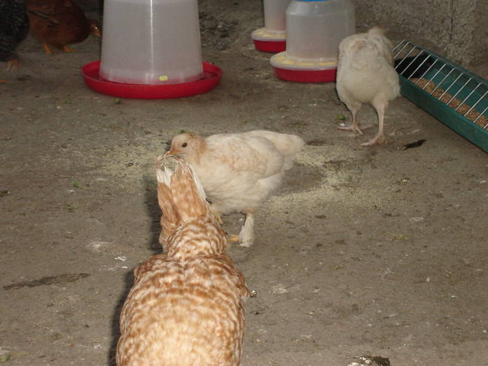 86 - Rate-Gaini-Gaste