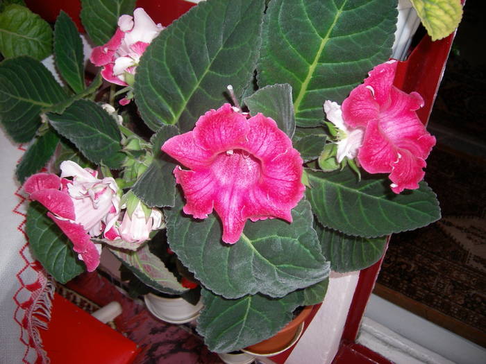 Gloxenii - Flori - 2009