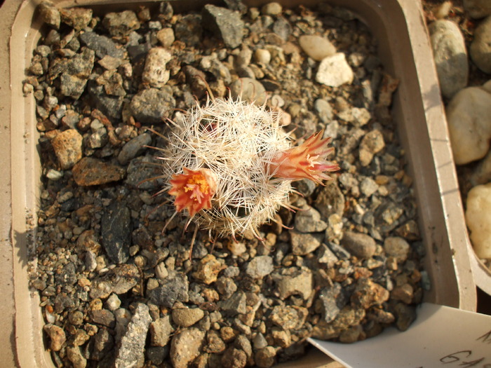 Mammillaria gasseriana - cactusi infloriti