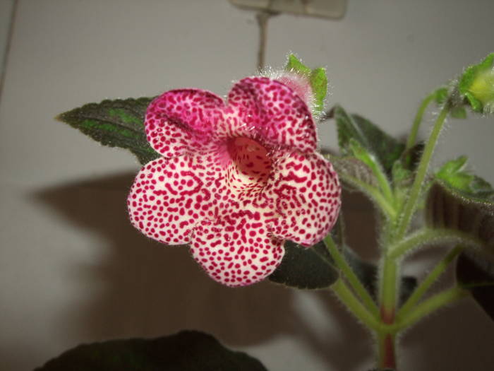 Kohleria Ampallang - Kohlerii