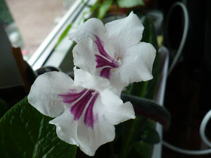 P1130649 - STREPTOCARPUSI