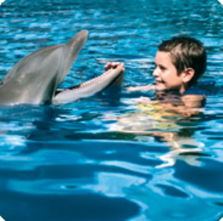 59 - poze cu delfini