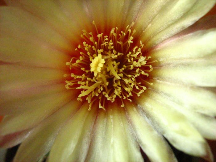 Astro.myriostigma hb.-detaliu floare