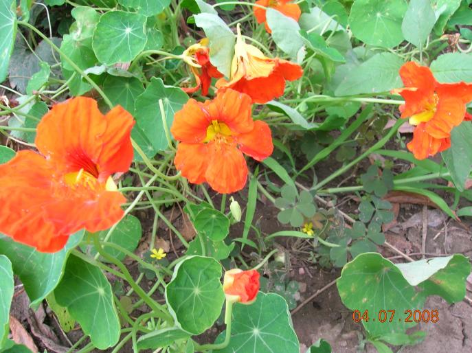 DSCN0651 - flori in iulie