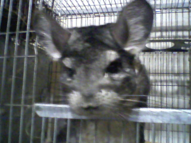 Fotografii-0047 - Chinchilla