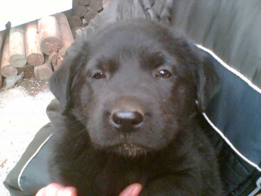 Poza(006); lord cel mik
