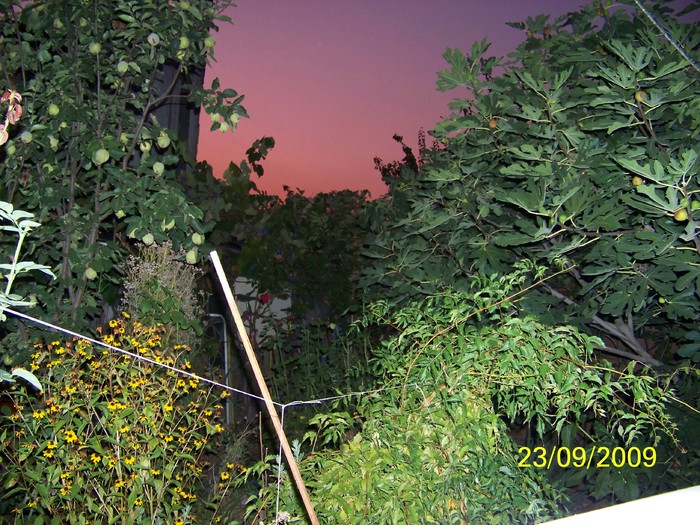 100_1882 - Toamna in curte  Timisoara