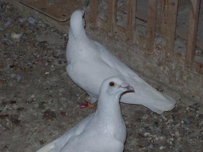 100_2765 - porumbei albi-nunti si ornament