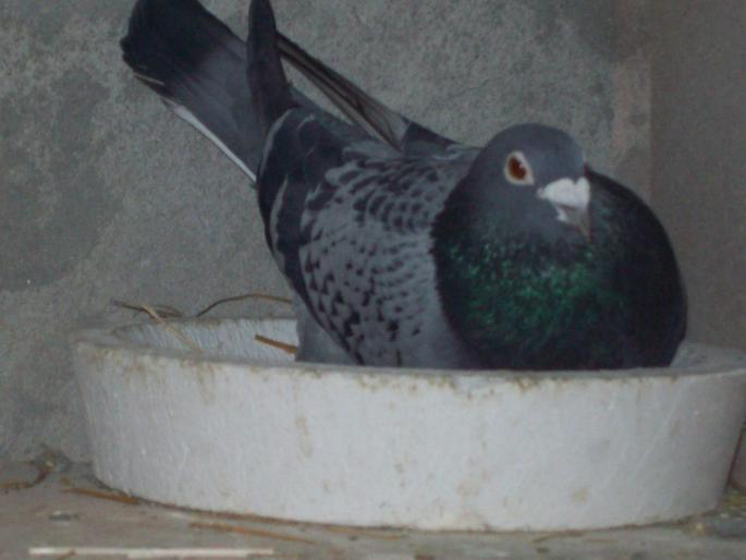 100_0068 - porumbei matca 2008