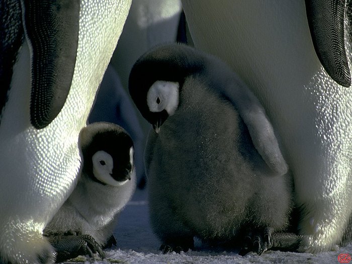 doi puiuti de pinguin - alaska and antarctica icebergs