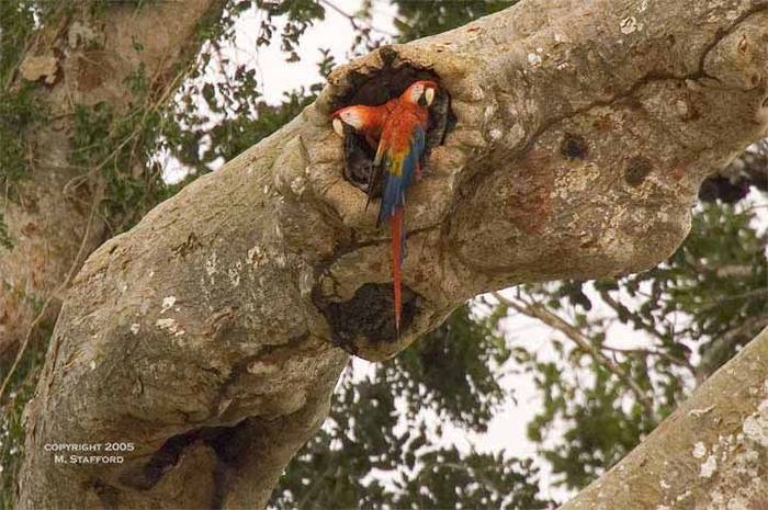 Papagali macaw