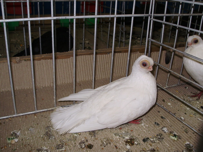 10762a scurt budapesta 1