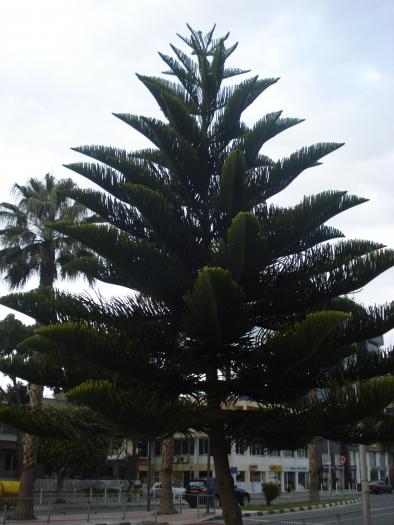 Picture 325; Limasol
