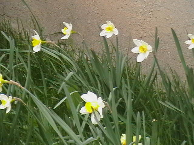 IMGA0242 - gradina mea cu flori