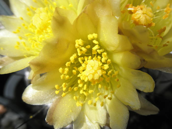 Neochilenia crispa - macro floare - DIVERSE specii de cactusi