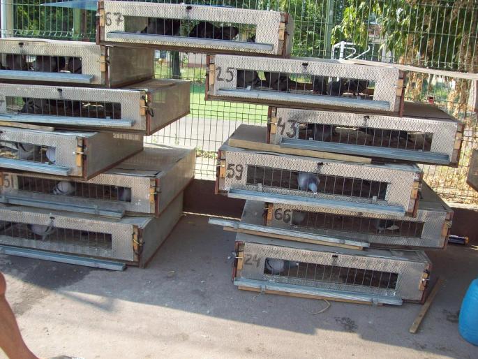 gmg22 034 - ASC grivita concurs 2008