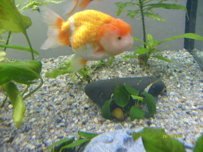 ranchu red and white - Carasii mei cei dragi
