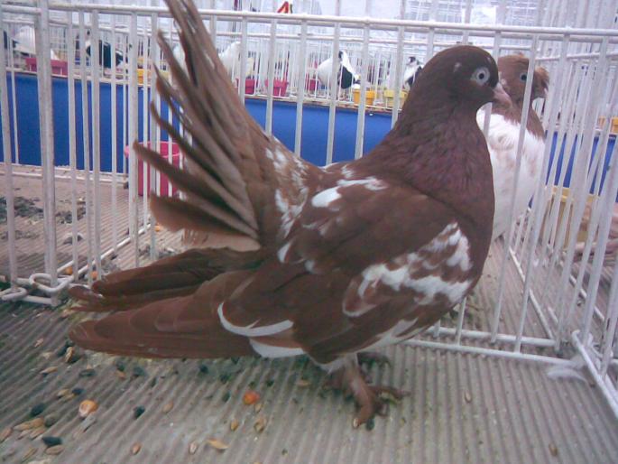 rol debr red pestr - 1502 partea 3