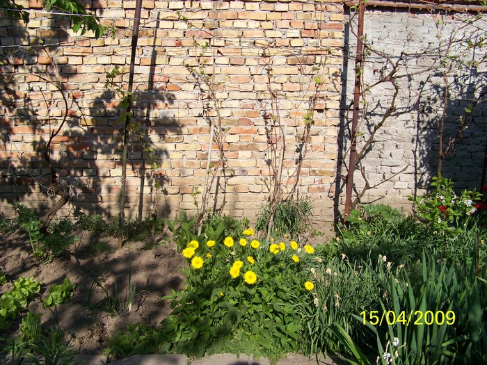 100_0553 - Primavara in curte  Timisoara