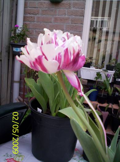 Lalea Carnaval de Nice 2 mai 2009a