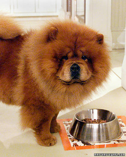 MQ1chow - Concurss 9 dog CHOW-CHOW PUDDY