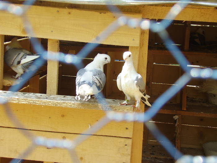 33 - C Porumbei Blueti si Satineti Vechi