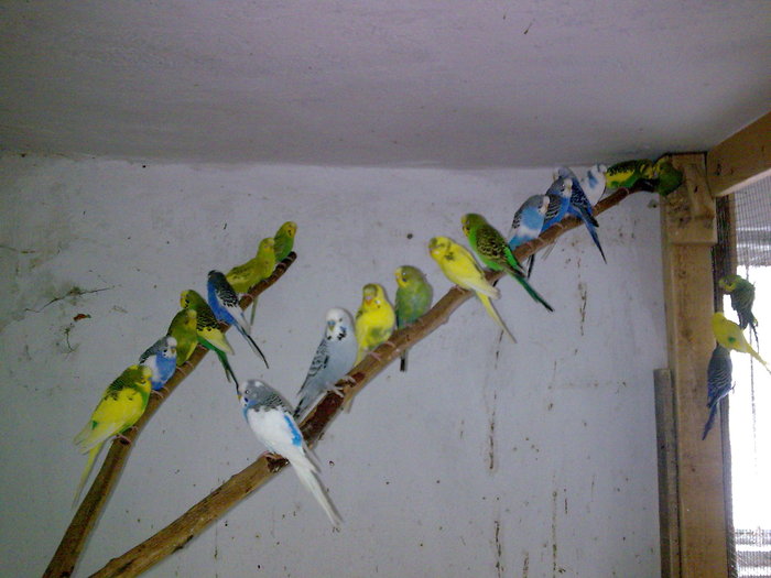 Imagine051 - DECEMBRIE 2009