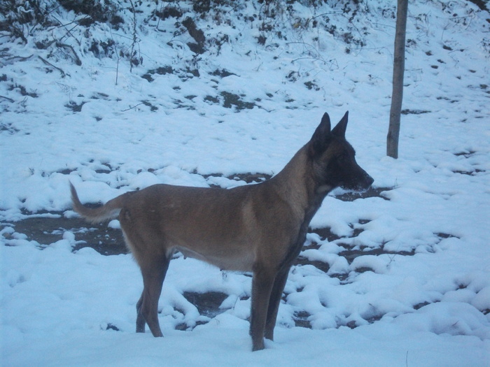 poze 2010 111 - Ciobanesc belgian malinois