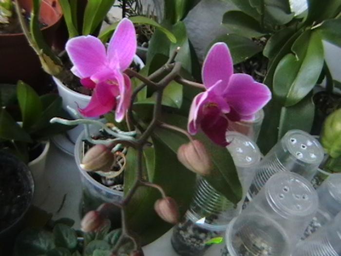 21.01 - orhidee 2009